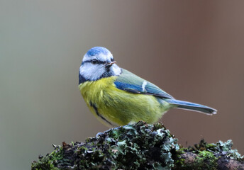 Small Blue tit (Cyanistes caeruleus) perched on a branch