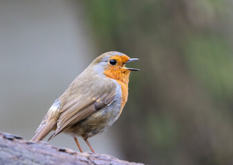 Small Robin (Erithacus rubecula) perched on a branch