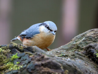 Small Nuthatch (Sitta) perched on a branch