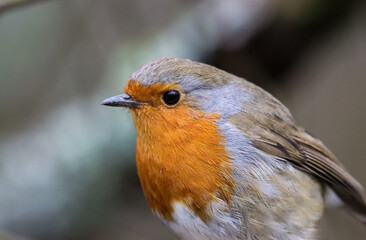 Small Robin (Erithacus rubecula) perched on a branch