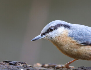 Small Nuthatch (Sitta) perched on a branch