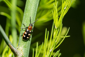 Common Asparagus Beetle - Crioceris asparagi