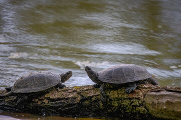 Obraz premium European pond turtles couple lay on the wooden trunk on the river bank, look at each other, and take a sun bath on a sunny spring day.
