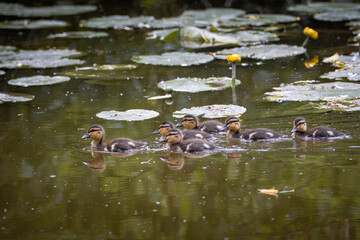 Ducklings swim in the water perpendicular to the camera lens on a sunny spring day.