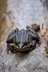 A moor frog sits on a wooden branch and looks toward the camera lens on a spring day. 