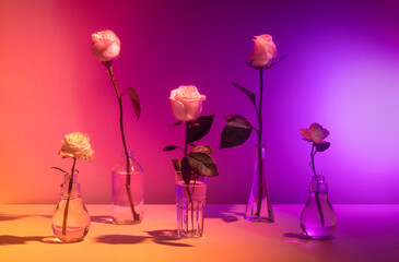 Elegant roses in glass vases on soft yellow purple gradient background
