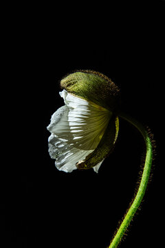 Single White Poppy Bloom Against a Dark Background in Low Light