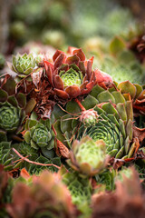 Obraz premium Garden Succulent 
