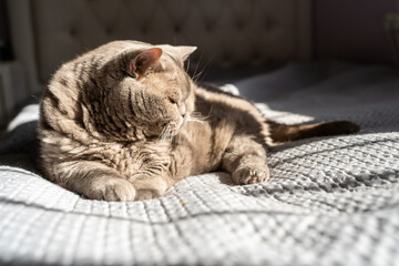 A British Shorthair cat relaxes comfortably on a sunlit bed. The soft fur and calm demeanor of the cat are highlighted by the natural light, creating a serene and cozy atmosphere.
