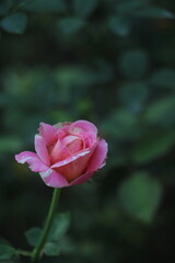 rose bloom  flower garden pink red Spring summer romantic Colorful Background screensaver wallpaper