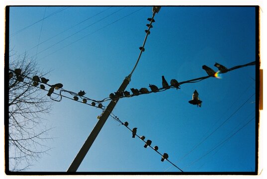 Pigeons.