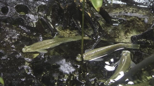 Closeup shot of four-eyed fishes swimming in small puddle surrounded by rocks