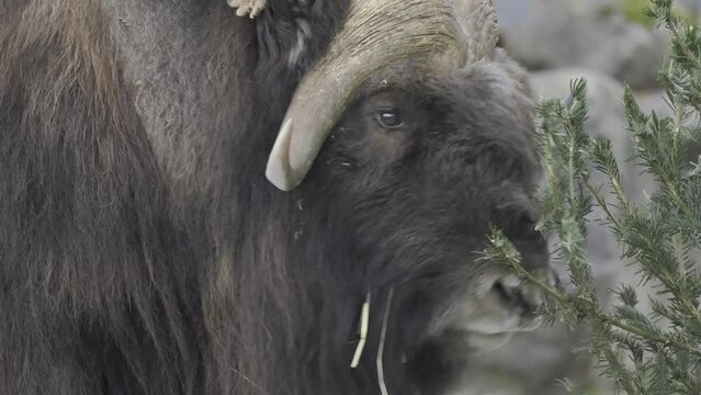 Closeup footage of a Musk ox standing next to plants in its territory at the daytime