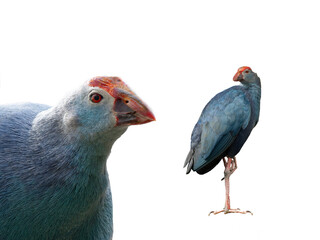 portrait purple swamphen isolated on white background