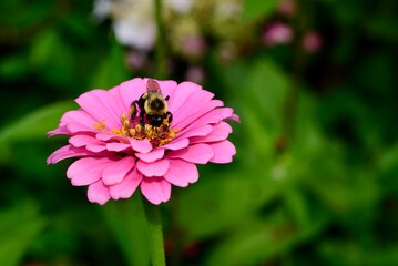 Eastern bumblebee (Bombus impatiens) on pink zinnia