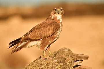a brown bird perched on top of a wooden log and tree branch