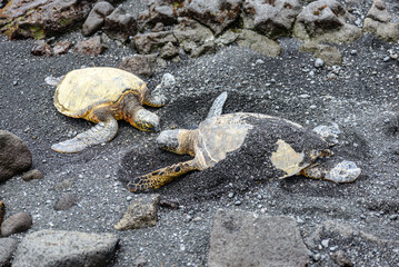 Sea Turtle at black sand beach on Big Island Hawaii USA.