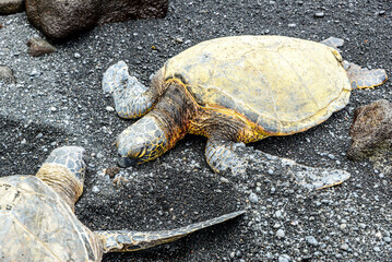 Sea Turtle at black sand beach on Big Island Hawaii USA.