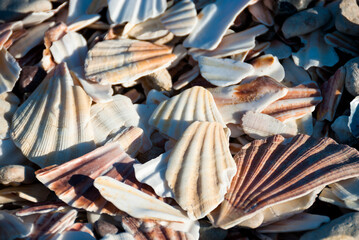 Closeup of shells on a sandy beach with sunlight reflection and scattered pebbles.