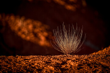 Lonely tumbleweed in a shaft of sunlight set against a dark background.