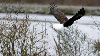 Bald eagle flying gracefully over water with wings spread. Cowichan Bay, Canada