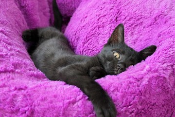 Closeup shot of a cute black cat laying on a plush purple pillow