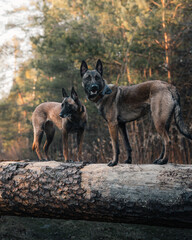 Two Belgian Shepherds standing on a log in a forest setting