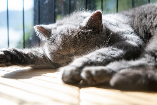 Lovely gray cat sleeping under sunshine. 