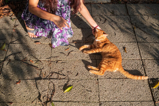 Female touching a lovely orange cat under sunlight.  - Powered by Adobe
