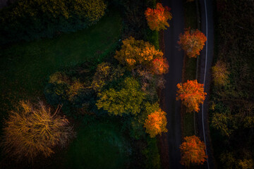 Top down view of trees with autumn colours glowing in the last of the afternoon sunshine.