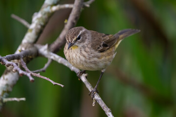 Chiffchaff bird perched among green foliage