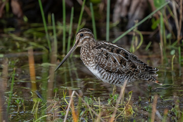 Snipe bird wading in water