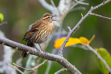 Oatmeal bird perched on a tree branch in a field with autumnal yellow leaves