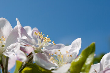 Close-up of an apple (Malus domestica) blossom, spring in Germany