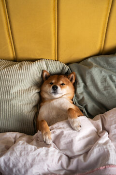 Dog comfort in bed