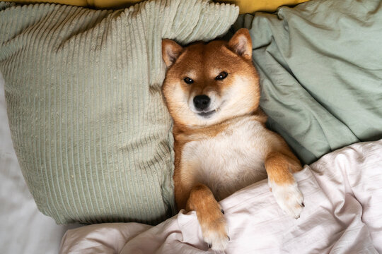 Growling Dog lay in bed