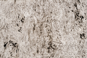black and white photograph of a tree covered in frosty