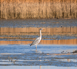 Egret standing in water near reeds.