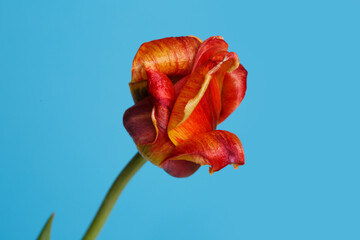 Multi-colored tulip bud parrot isolated on a blue background.