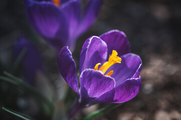 Close-up of a vibrant purple Saffron flower