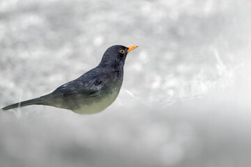 Blackbird (Turdus merula) standing on snowy ground