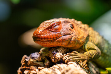 Fototapeta premium Close-up of a Caiman lizard (Dracaena)