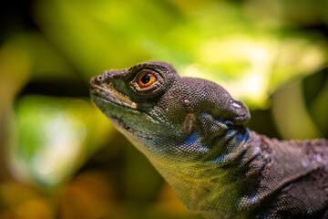 Close-up of a Double-crested basilisk gazing forward against a background of lush foliage