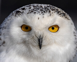 Close-up of a snowy owl making eye contact with the camera