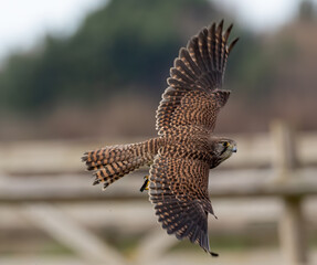 Closeup shot of a kestrel during flight