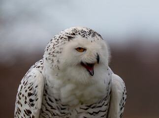 Obraz premium Close-up shot of a snowy owl looking at the camera