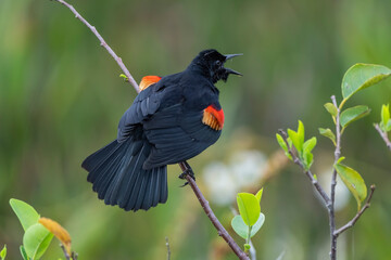 Red-shouldered blackbird perched on twig in nature