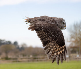 Closeup shot of a great grey owl during flight
