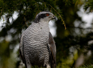 Closeup shot of a Eurasian goshawk perched on a pine tree branch
