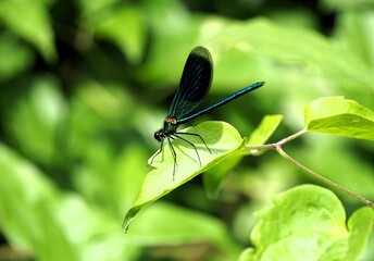 Close-up of a blue dragonfly on a green leaf with shallow focus